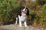 CAVALIER KING CHARLES 035